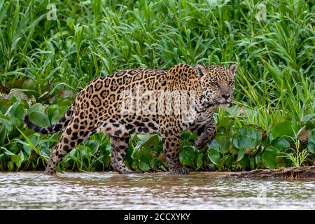 Jaguar (Panthera Onca), femmina, che migrano lungo la riva del fiume, Matto Grosso do sul, Pantanal, Brasile Foto Stock