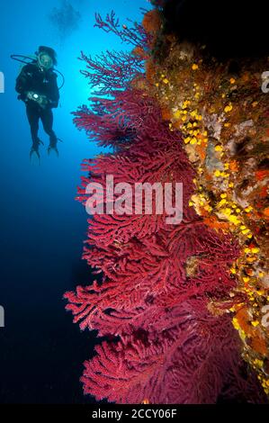 Subacquei a barriera corallina nel Mar Mediterraneo, Gorgonian Rosso (Paramuricea clavata), Mar Mediterraneo, Sardegna, Italia Foto Stock