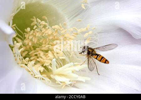 Hoverfly (Syrphidae) seduta su fiore di cactus (echinopsis sp.), Baden-Wuerttemberg, Germania Foto Stock