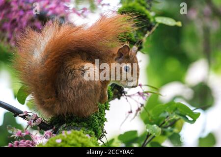 Scoiattolo (Sciurus) seduto su un albero di Giuda fiorito (Cerris siliquastrum), Baden-Wuerttemberg, Germania Foto Stock