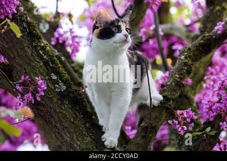 Gatto (Felis catus), tricolore, fortunato , arrampicata su albero di Judas fiorito (Cercis siliquastrum), Baden-Wuerttemberg, Germania Foto Stock