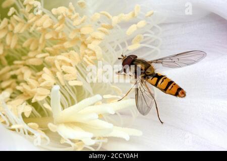 Hoverfly (Syrphidae) seduta su fiore di cactus (echinopsis sp.), Baden-Wuerttemberg, Germania Foto Stock