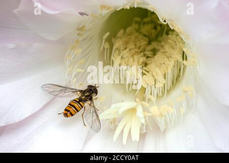 Hoverfly (Syrphidae) seduta su fiore di cactus (echinopsis sp.), Baden-Wuerttemberg, Germania Foto Stock