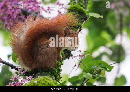 Scoiattolo (Sciurus) seduto su un albero di Giuda fiorito (Cerris siliquastrum), Baden-Wuerttemberg, Germania Foto Stock