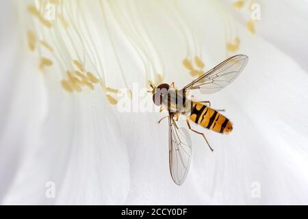 Hoverfly (Syrphidae) seduta su fiore di cactus (echinopsis sp.), Baden-Wuerttemberg, Germania Foto Stock