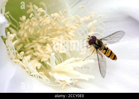 Hoverfly (Syrphidae) seduta su fiore di cactus (echinopsis sp.), Baden-Wuerttemberg, Germania Foto Stock