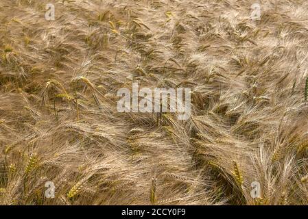 Campo di orzo maturo (Hordeum vulgare), cielo nuvoloso, Meclemburgo-Pomerania occidentale, Germania Foto Stock