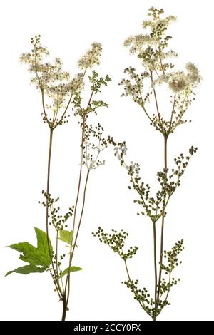 Meadowsweet (Filipendula ulmaria) su sfondo bianco, Germania Foto Stock