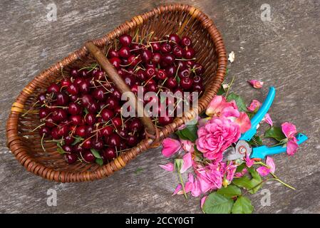 Ciliegie fresche in un cesto, petali di rosa e cesoie da giardino su un tavolo da giardino, Baviera, Germania Foto Stock