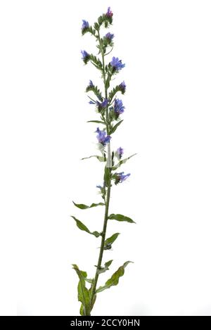 Viper's bugloss (Echium vulgare) su sfondo bianco, Germania Foto Stock