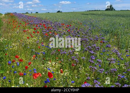 Strisce di fiori, semi con fiori selvatici colorati sul bordo del campo, Meclemburgo-Pomerania occidentale, Germania Foto Stock