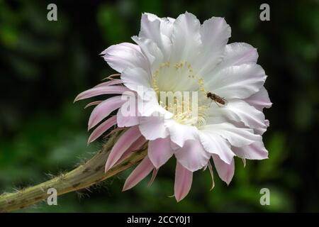 Cactus flower, bianco, rosa, cactus fiorito (echinopsis sp.), con Hoverfly (Syrphidae), Baden-Wuerttemberg, Germania Foto Stock