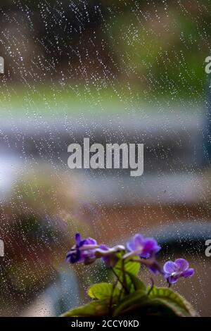 Northampton, Regno Unito, Meteo. 25 agosto 2020. Si prevede che la forte pioggia notturna prosegua fino al primo pomeriggio, con vista dalla finestra. Credit: Keith J Smith./Alamy Live News Foto Stock