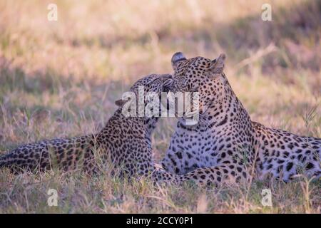 Leopardo (Panthera pardus ), femmina con giovane, Okavango Delta, Botswana Foto Stock