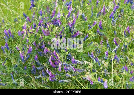 Tufted vetch (Vicia cracca), Baviera, Germania Foto Stock