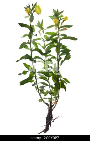 Piccola Primula fiorita (Oenotera parviflora) su sfondo bianco, Germania Foto Stock