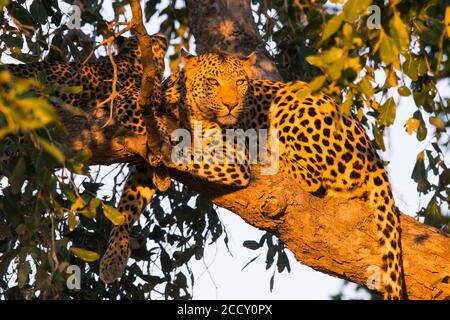 Leopardo (Panthera pardus) che guarda fuori nell'albero, Delta di Okavango, Botswana Foto Stock