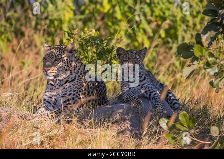 Leopardo (Panthera pardus ), femmina con giovane, che riposa all'ombra, Okavango Delta, Botswana Foto Stock