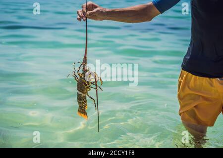 Aragosta nelle mani di un subacqueo. L'aragosta spinosa abita nelle acque tropicali e subtropicali Foto Stock