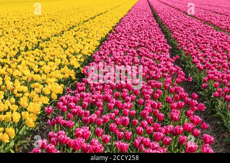 Campo di tulipani vicino a Lisse, South Holland, Paesi Bassi Foto Stock