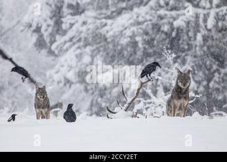 Confezione di lupi (Canis lupus) osserva i corvi (Corvus corax) che si nutrono sulla carcassa, prato invernale, podkarpackie, montagne Bieszczady, Polonia Foto Stock