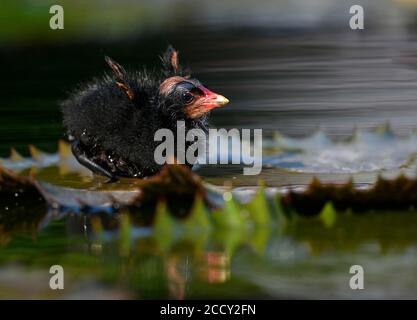 Comune moorhen (Gallinula chloropus ), giovane animale, pulcino, elemosina per cibo, Baden-Wuerttemberg, Germania Foto Stock