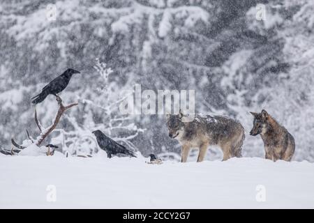 Confezione di lupi (Canis lupus) osserva i corvi (Corvus corax) che si nutrono sulla carcassa, prato invernale, podkarpackie, montagne Bieszczady, Polonia Foto Stock