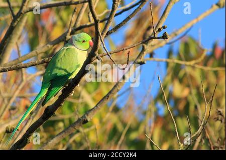 Anello collo Green Parakeet arroccato su un ramo con un bel cielo azzurro chiaro e luminoso e illuminato da oro naturale leggero Foto Stock