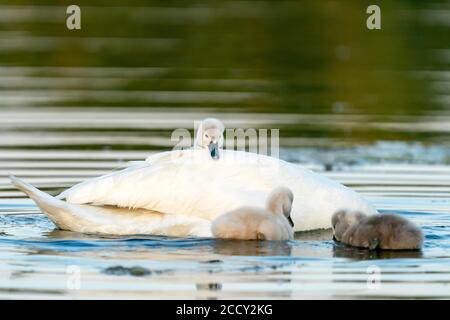 Cigno muto (cygnus olor), uccello adulto nuota con pulcino sulla schiena, Germania Foto Stock