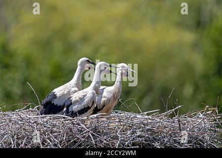 Cicogna bianca (Ciconia ciconia), uccelli giovani, Germania Foto Stock