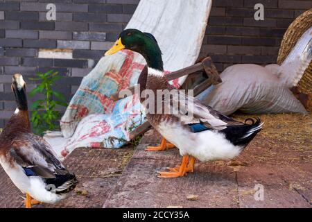 Un gregge di anatre, anatre a testa blu Foto Stock