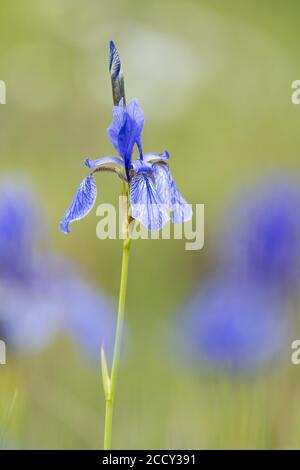 Iris siberiano (Iris sibirica), Assia, Germania Foto Stock