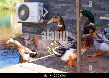 Un gregge di anatre, anatre a testa blu Foto Stock