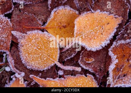 Foglie autunnalmente colorate di una (Betula) in brina, Goldenstedt, bassa Sassonia, Germania Foto Stock