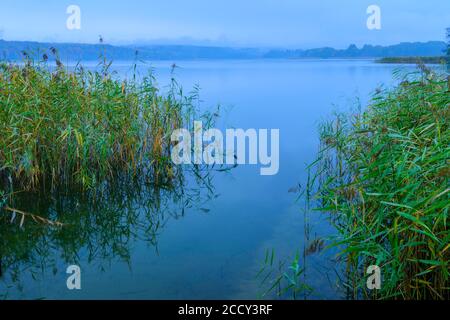 Canna sulla riva del lago Breiter Luzin all'ora blu, Feldberger Seenlandschaft, Meclemburgo Vorpommern, Germania Foto Stock