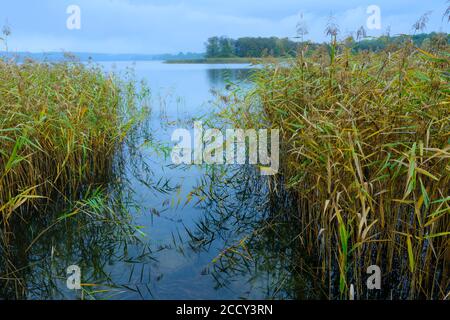 Canna sulla riva del lago Breiter Luzin all'ora blu, Feldberger Seenlandschaft, Meclemburgo Vorpommern, Germania Foto Stock
