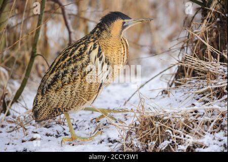 Bittero eurasiatico (Botaurus stellaris) in inverno alla ricerca di cibo, brughiera di buoi, Duemmer, Huede, bassa Sassonia, Germania Foto Stock