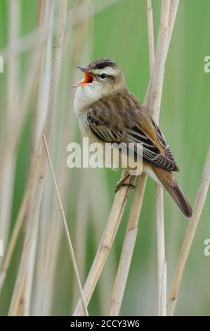 Sedge Warbler (Acrocephalus schoenobaenus) sulle Ansitzwarte alle canne in Ochsenmoor, Duemmer, Huede, bassa Sassonia, Germania Foto Stock