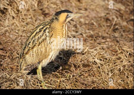 Bittero eurasiatico (Botaurus stellaris) in inverno alla ricerca di cibo, brughiera di buoi, Duemmer, Huede, bassa Sassonia, Germania Foto Stock