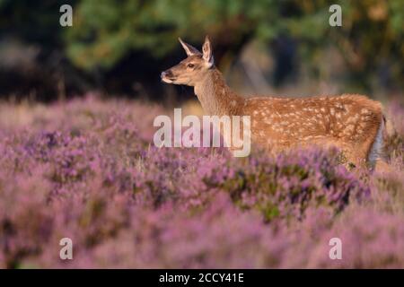 Vitello di un cervo rosso (Cervus elaphu) in fiore, Hooge Veluve National Park, Hoenderloo, Paesi Bassi Foto Stock