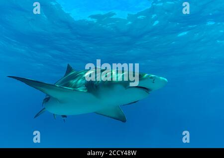 Squalo di limone (Negaprion brevirostris), Tiger Beach, Oceano Atlantico, Bahamas Foto Stock