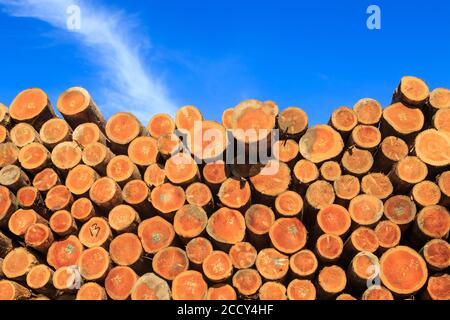 Le estremità di una grande pila di tronchi tagliati, pronti per l'esportazione. Questi sono tronchi di Pinus radiata, abbattuto in Nuova Zelanda Foto Stock