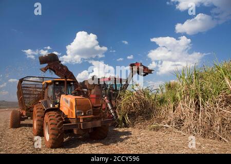 Raccolto meccanizzato di canna da zucchero, San Paolo, Brasile Foto Stock