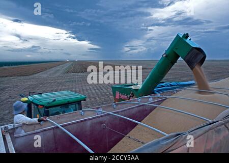 Nel tardo pomeriggio raccolta meccanizzata di soia nei pressi di Luis Eduardo Magalhaes, Bahia, Brasile Foto Stock