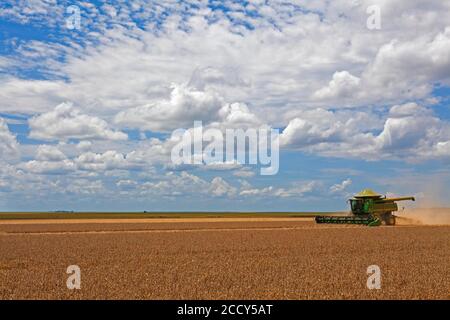 Raccolto meccanizzato di soia vicino a Luis Eduardo Mahalhaes, Bahia, Brasile Foto Stock