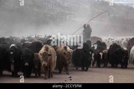 Migrazione stagionale di yak nella Mongolia centrale. Ð¡Ð°Ñ€Ð»Ð°Ð³Ð°Ð°Ñ€ Ð½Ò¯Ò¯Ñ… Ð½Ò¯Ò¯Ð´ÑÐ» Ð¾Ñ€Ñ‡Ð¸Ð½ Ò¯ÐΜÐ´ Ñ‚ÑƑÐ½ Ñ…Ð¾Ð²Ð¾Ñ€ Ð±Ð¾Ð»Ð¶ Ð±Ð°Ð¹Ð½Ð°. Foto Stock