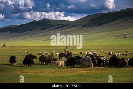 Mandria mongolo di yak. Provincia di Arkhangai, Mongolia Foto Stock