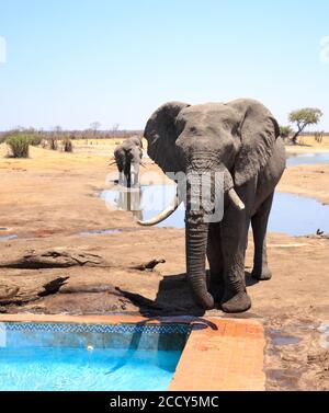 Grande elefante di toro con tronco giù che beve fuori della piscina del campo, con un altro elefante sullo sfondo accanto ad una buca d'acqua, Hwange National P. Foto Stock