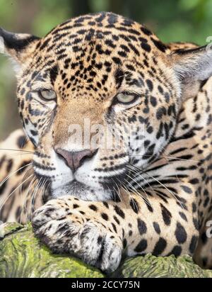 Jaguar (Panthera onca ), maschio, ritratto, Costa Rica, America Centrale Foto Stock