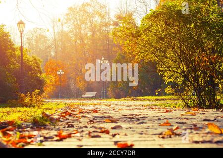 Autunno ottobre paesaggio. Panchina al parco autunnale sotto colorati alberi decidui, soleggiato sfondo autunnale Foto Stock